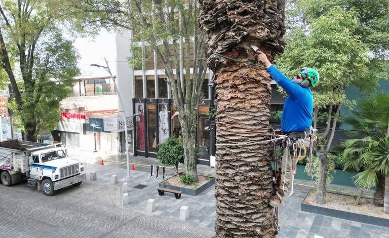 Ayuntamiento sembrará 10 mil árboles y palmeras con programa ‘Aire Joven’