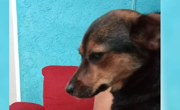 Puebla reforzará acciones para mitigar ola de maltrato animal