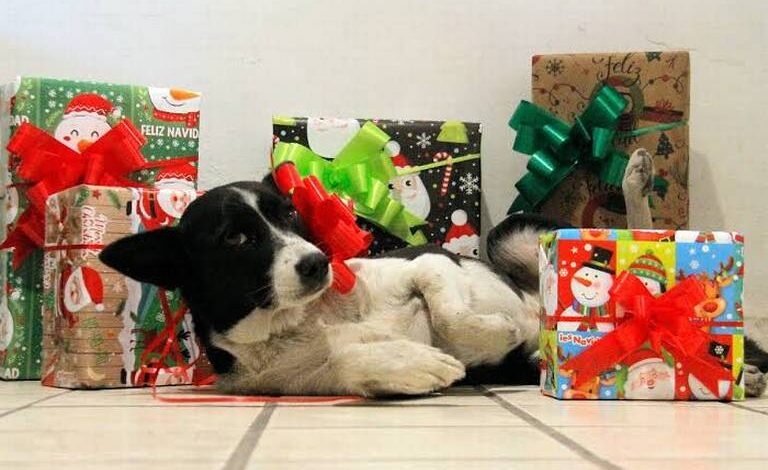 Asociación civil exhorta a no regalar mascotas en esta temporada navideña