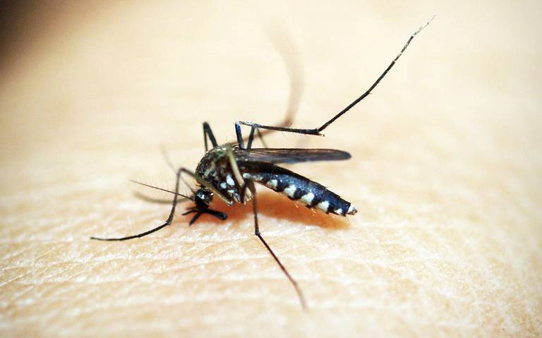 Puebla supera los 3 mil casos confirmados de dengue