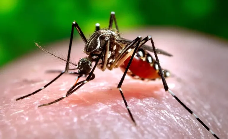 Argentina vive la peor crisis de dengue de su historia; supera los 100,000 casos